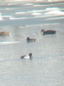 A female TUFTED DUCK (center) with Greater Scaup and American Black Duck.