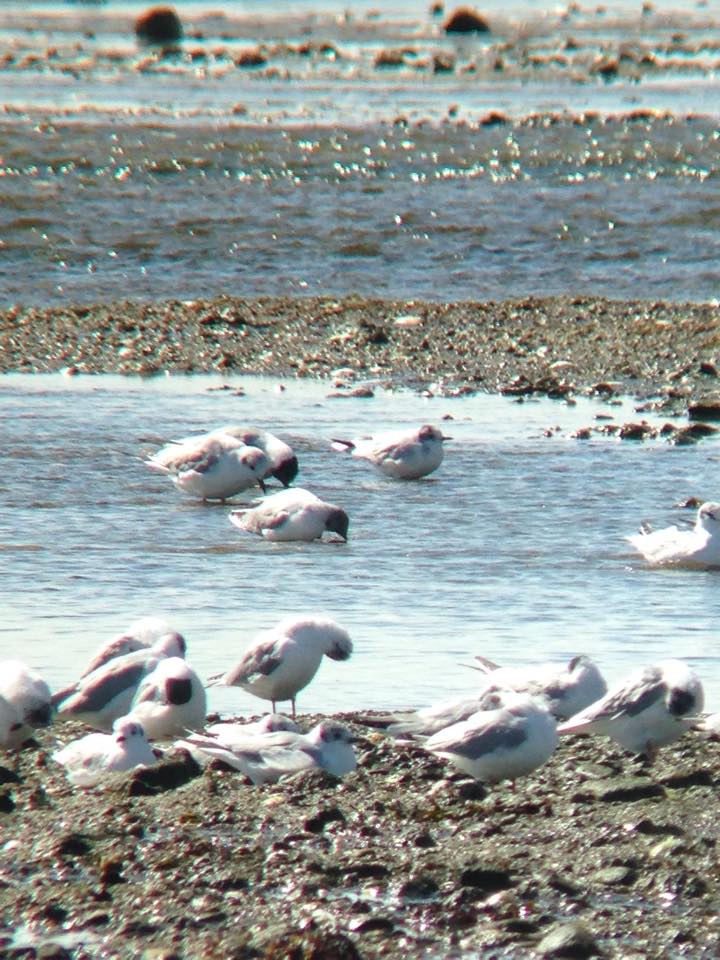 A terrible picture of the Little Gull (back center, in the water) on one of the few occasions it peeled off from the larger flock.  This was phonescoped with my iPhone.  