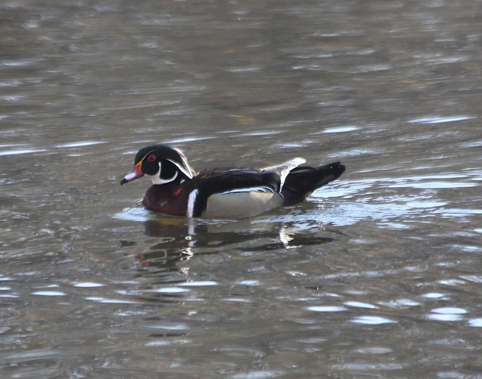 A Male WODU at Wood's Pond, Norwalk, CT