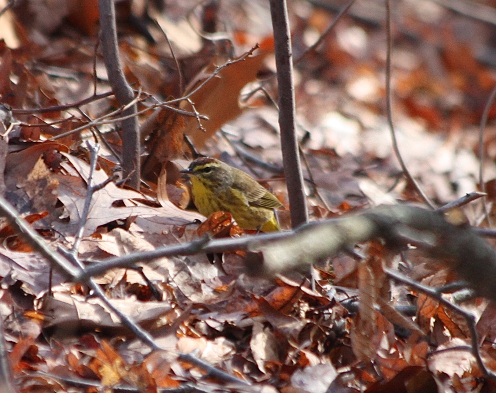 A Palm Warbler forages in the leaves.