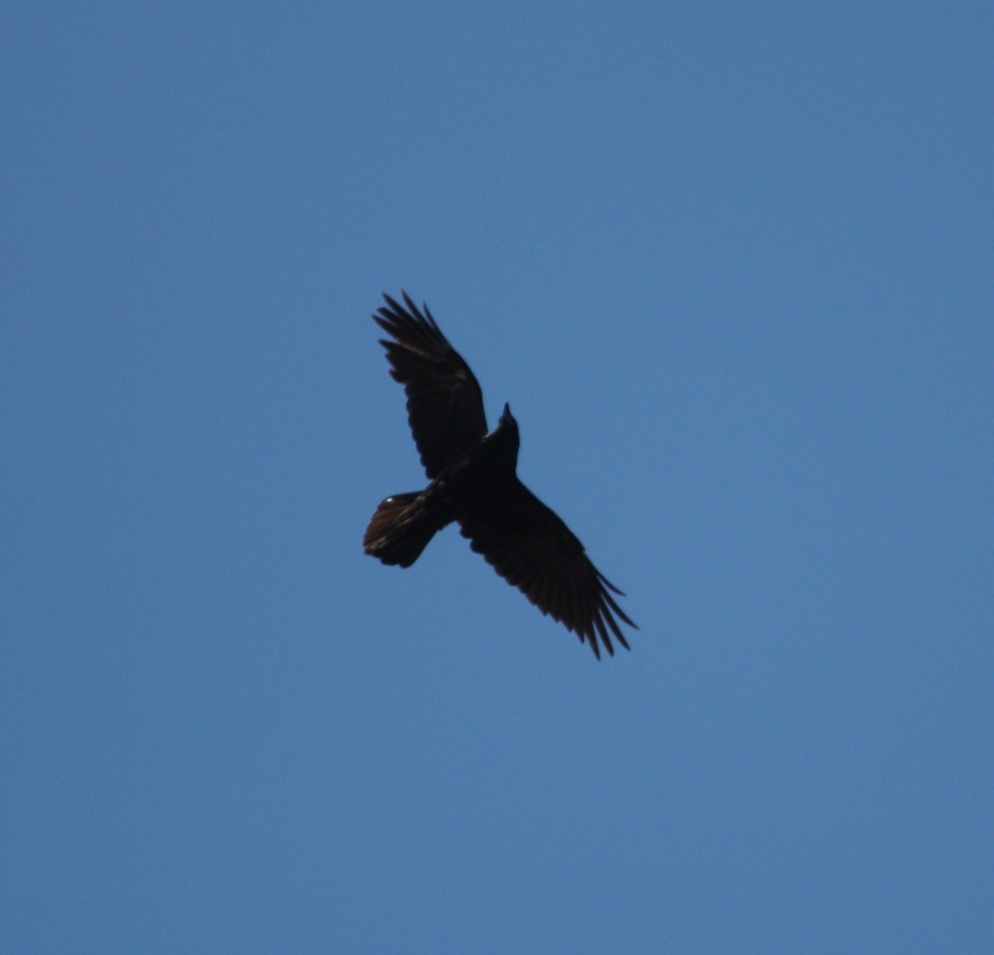 Common Raven overhead