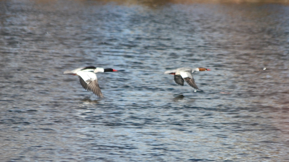 A Drake and Hen Common Merganser fly by.