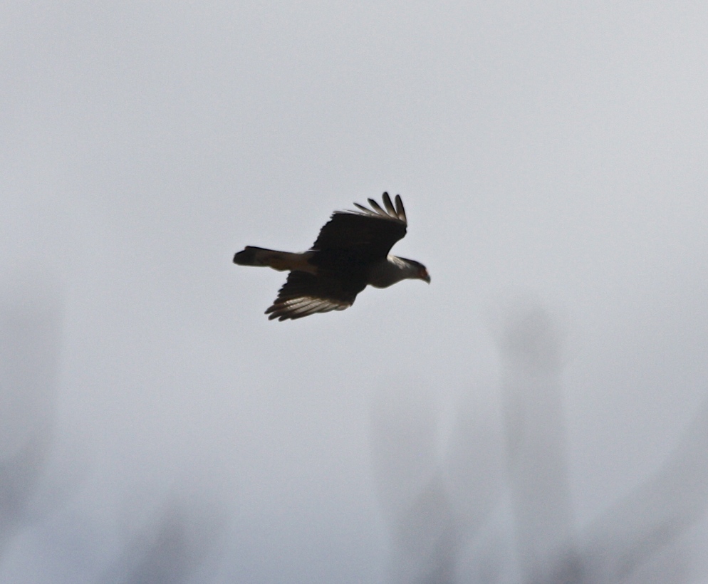 A CRESTED CARACARA appears over the trees.
