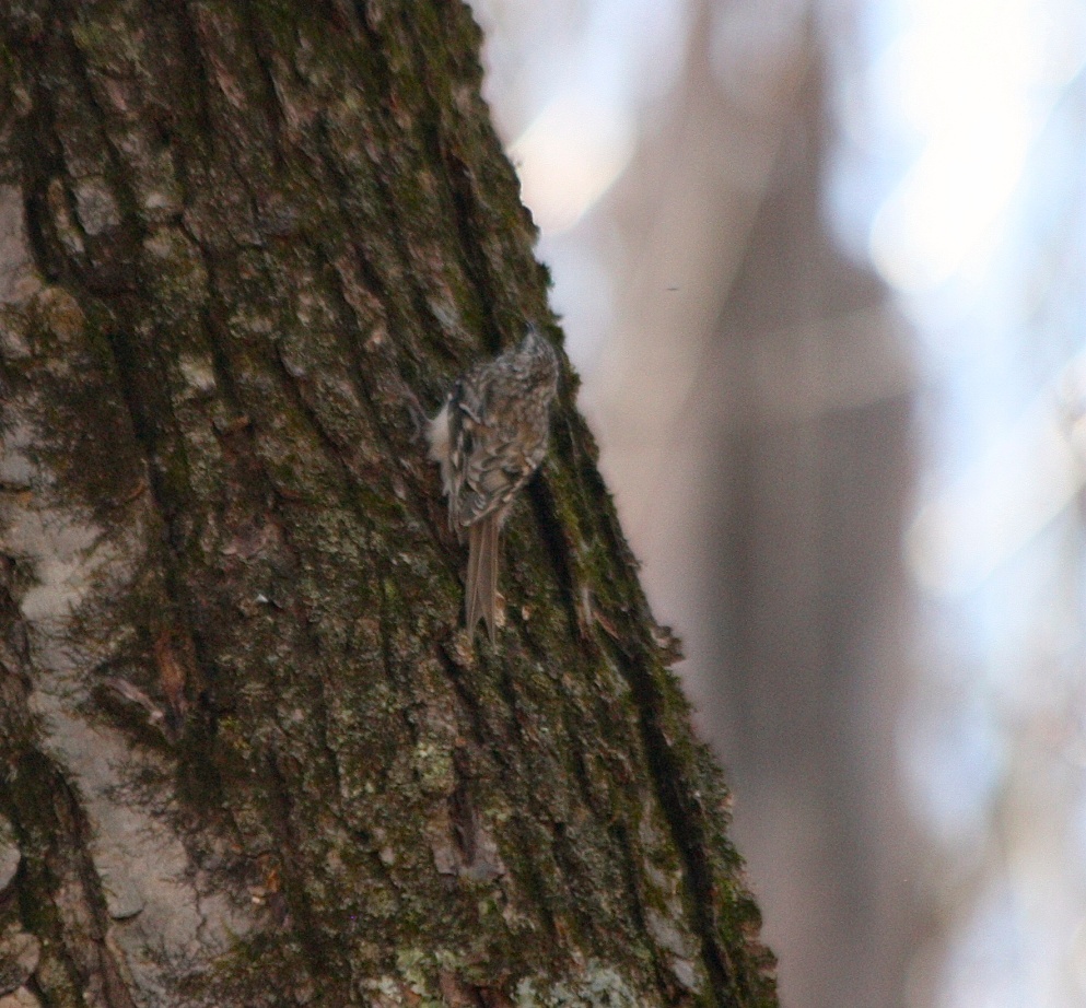 Brown Creepers are incredibly hard to photograph.