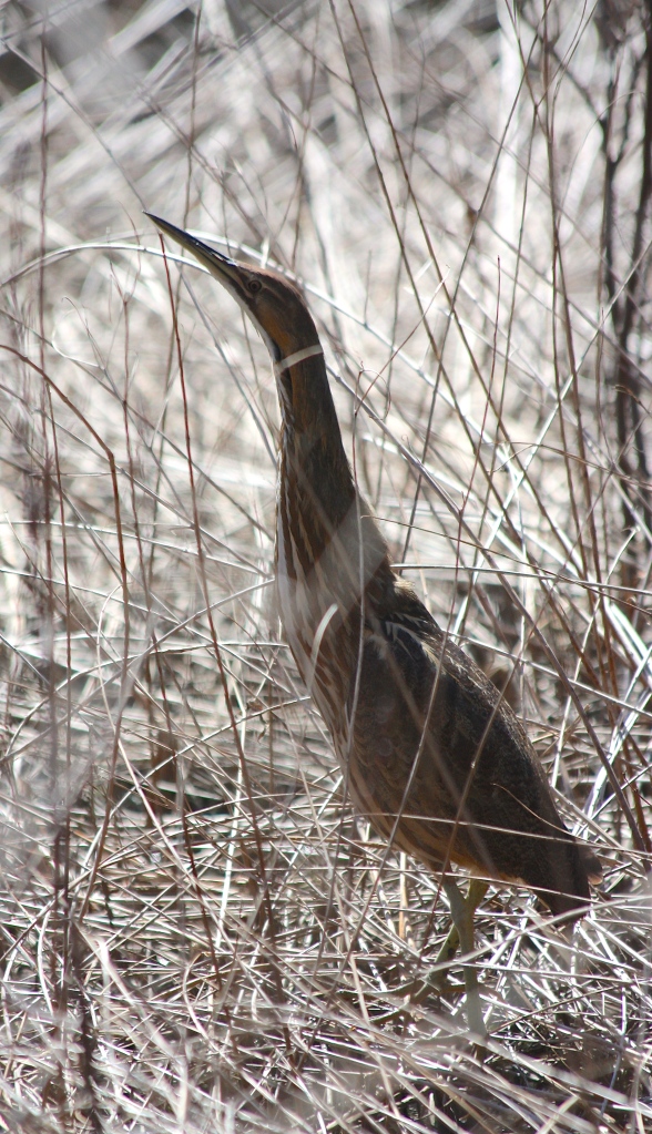 It really doesn't get any better then this- American Bittern.