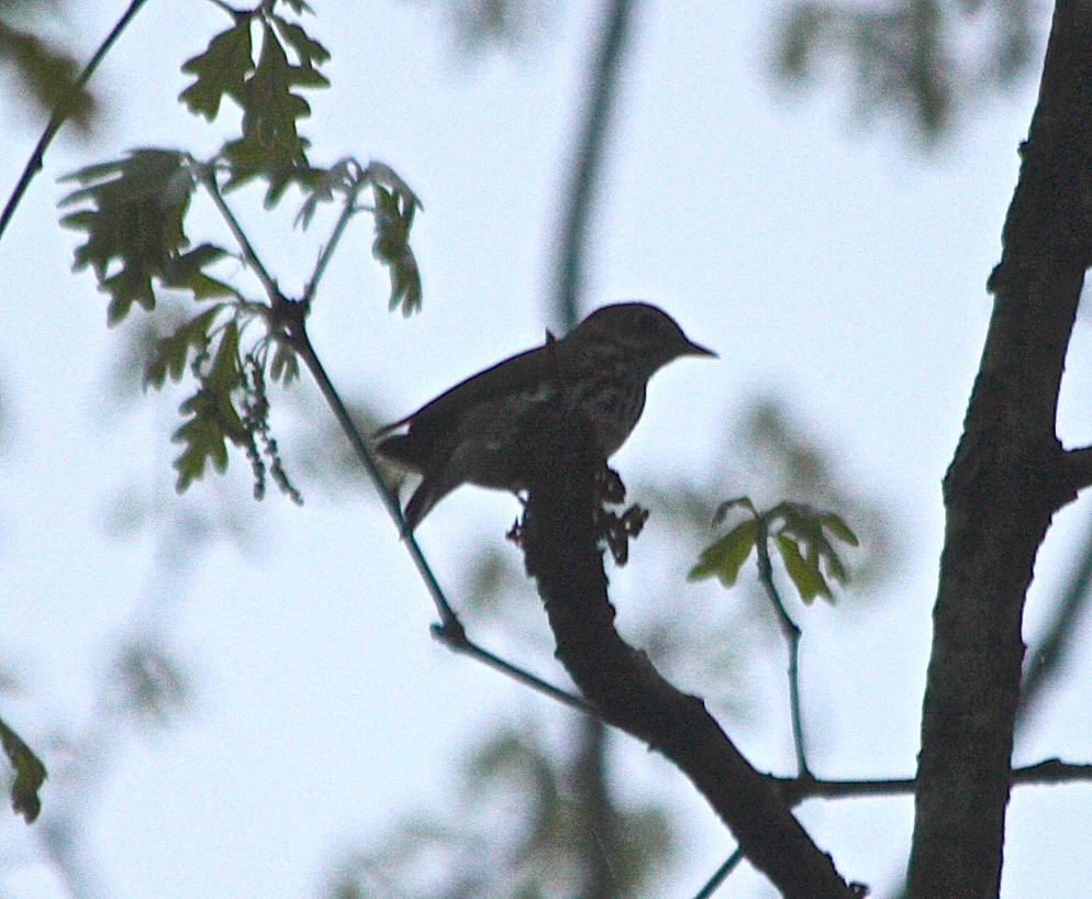 An Ovenbird pauses in the pre-dawn mist.