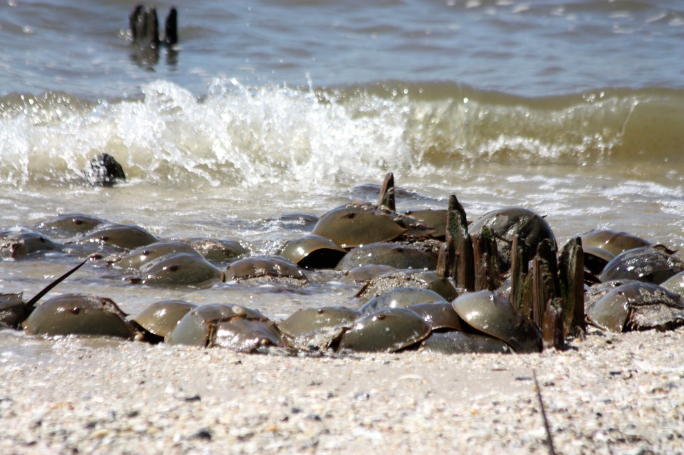 Atlantic Horseshoe Crab eggs are a life sustaining force for many birds that pass along the Delaware Bayshore this time of year.